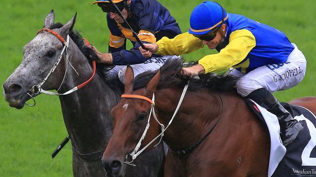 Le Romain has excellent form around Winx and Chautuaqua. Picture: Jenny Evans