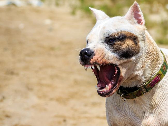 Dog attack generic Townsville.