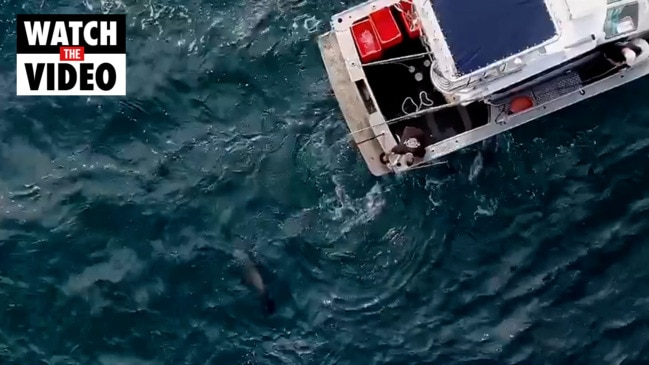 Huge tiger shark tagged and released off Bronte Beach