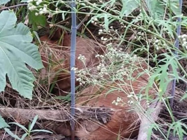 Two cattle dogs were found dumped in a bush in Central Queensland over the weekend. A blue heeler was bashed to death and a red heeler, found next to him, was so severely injured she had to be euthanised. Picture: Facebook