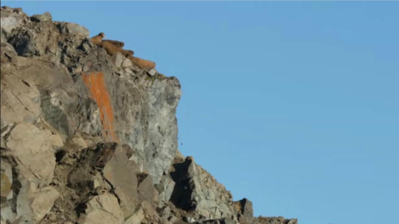 The walruses were trying to flee a polar bear. Picture: BBC