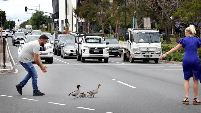 The good Samaritans held up traffic on busy Kingsford Smith Drive at the Racecourse Rd intersection as they carrided out their good deed. Picture: Steve Pohlner