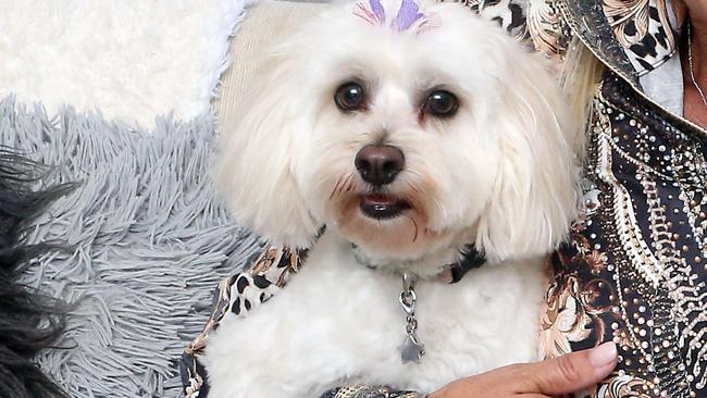 Maltese has been named the top dog breed on the Gold Coast for 2022. Picture: Richard Gosling