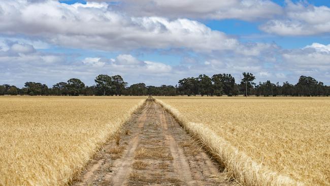 Australian barley importatation into China has now resumed. Picture: Zoe Phillips