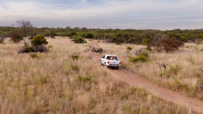 A rhino crosses the road as Edie is taken into Mziki reserve.