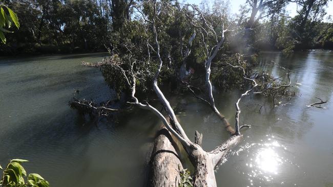 Some of the uprooted trees now in Saltwater Creek. Picture Mike Batterham