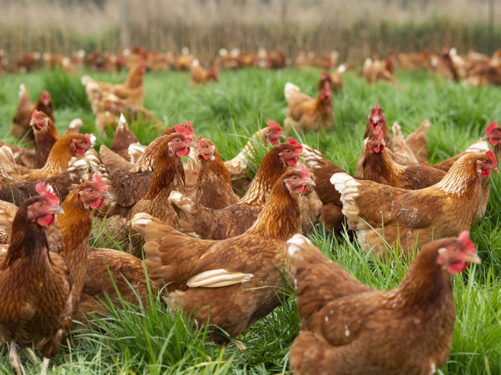 ‘Next pandemic’: Eggs, chicken, milk safety fears in bird, avian flu ...