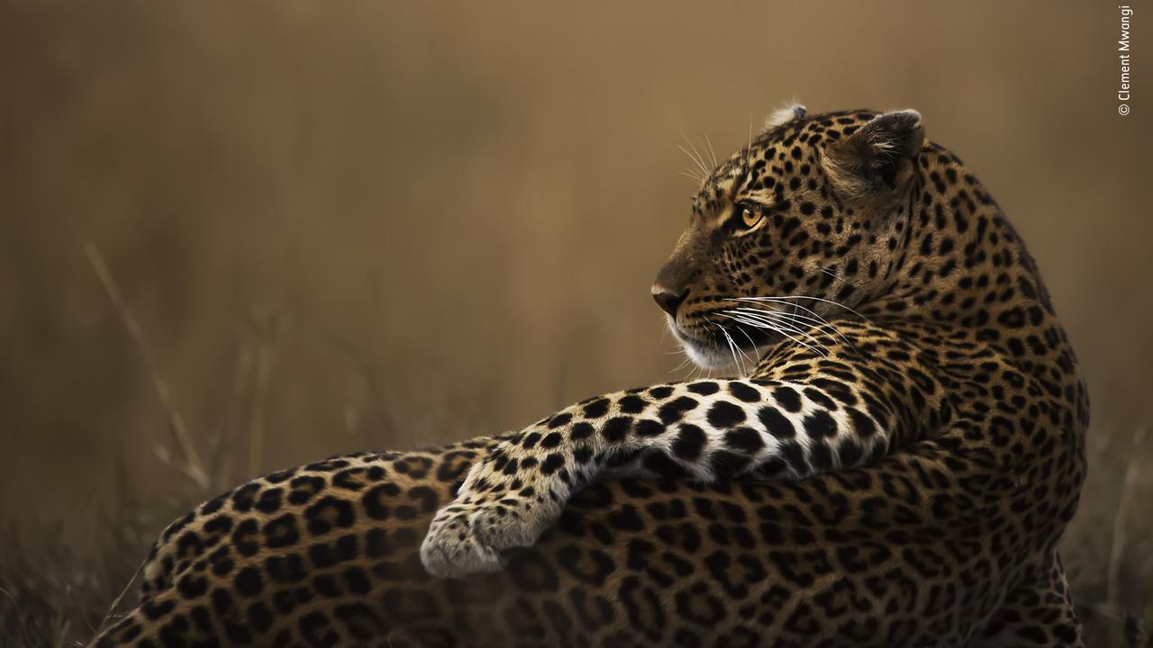 A beautiful leopard soaks up the last warm rays of the setting sun in Kenya’s Maasai Mara National Reserve. Picture: AAP/Wildlife Photographer of The Year Awards/ Clement Mwangi