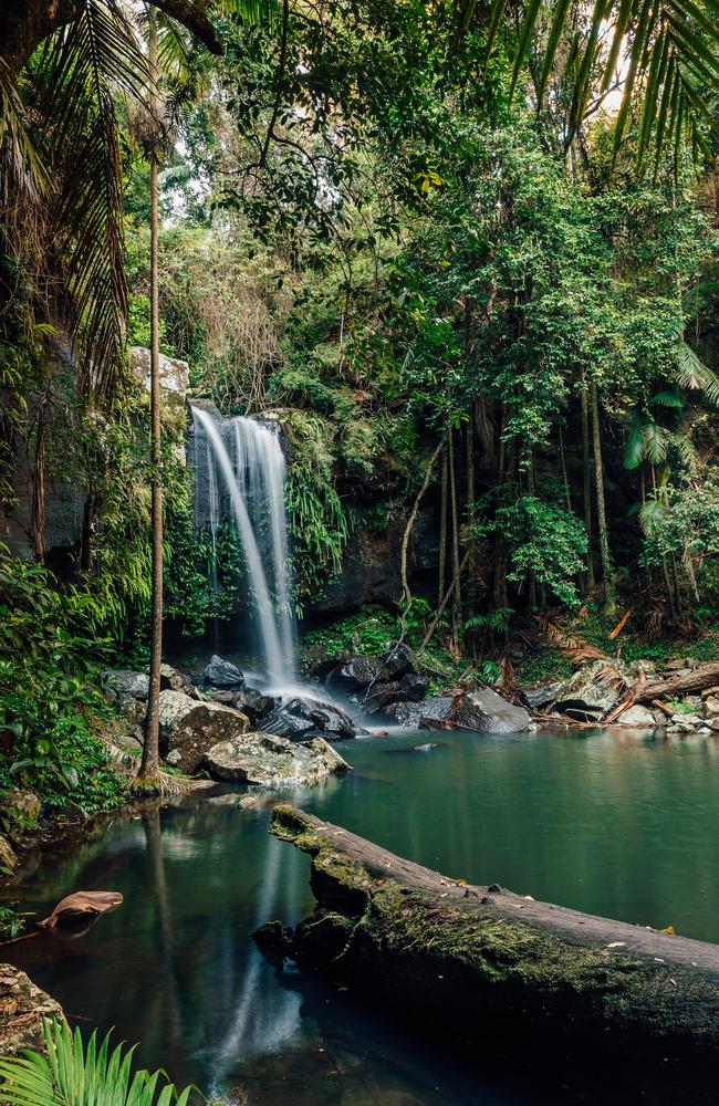 Tamborine Mountain, Curtis Falls was a backdrop for the film. Picture: Tourism and Events Queensland