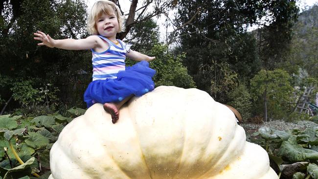 Giant pumpkin is still packing on the pounds ahead of the Bream creek show in a couple of weeks. The pumpkin is headed towards 160kg, fed on compost lasagne, wrapped in blankets at night and covered by day to protect from sun, picture of Honey Wise 2 and a half of Cambridge with the massive pumkin,Picture;KIM EISZELE