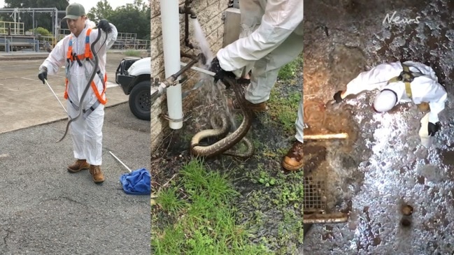 Cairns news: Woman finds snake and two rats inside toilet bowl early morning