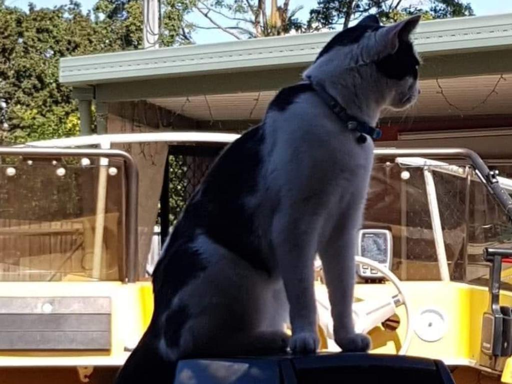 This is Mickey, who loves to explore our boat. Picture: Amanda Wilcox. Coolest Cat photo competition. Quest Community News and Courier Mail RCN