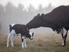 Winners and losers in Australian agriculture
