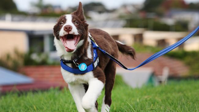 Maggie’s Rescue foster dog, Hokey Pokey, wearing his ‘adopt me’ harness. Picture: Rohan Kelly