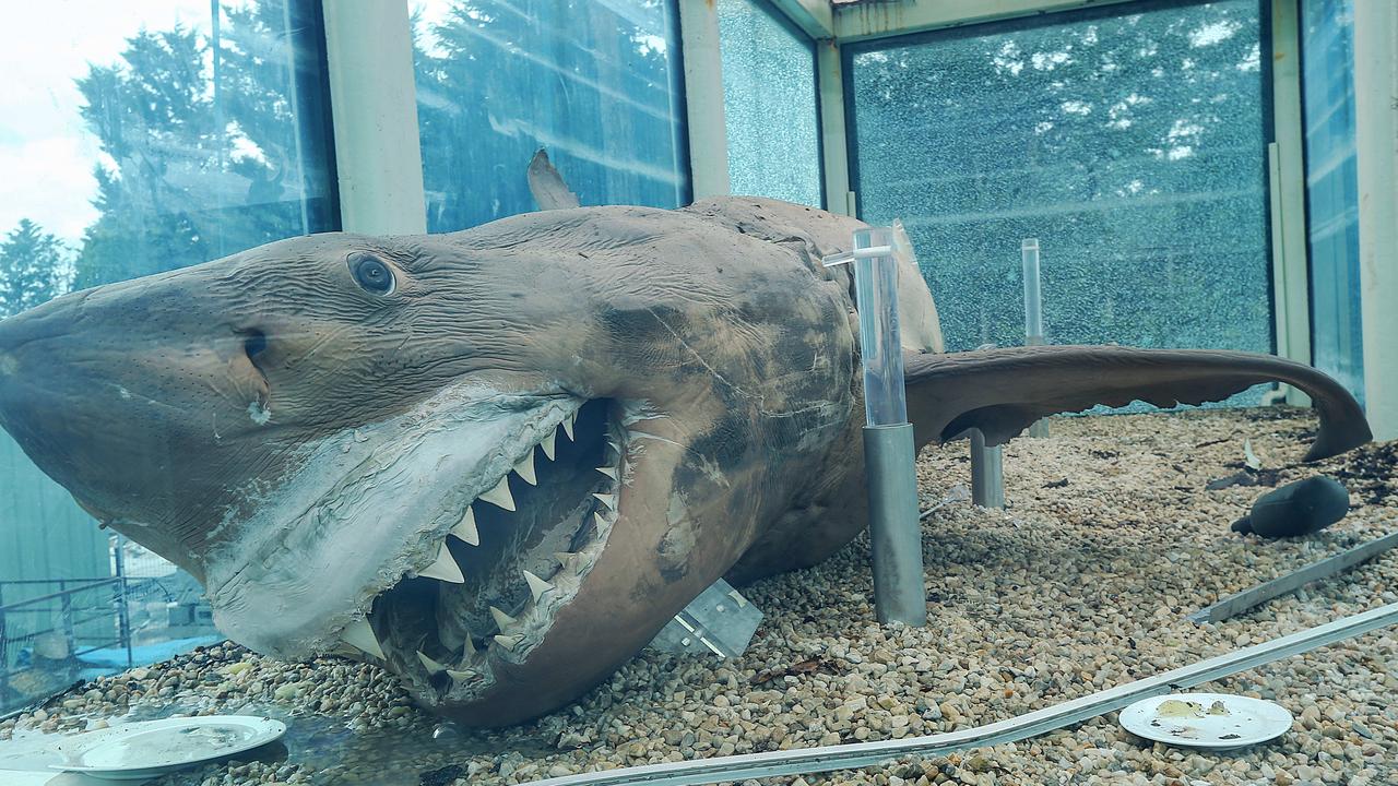 Preserved great white shark moved from abandoned Gippsland wildlife