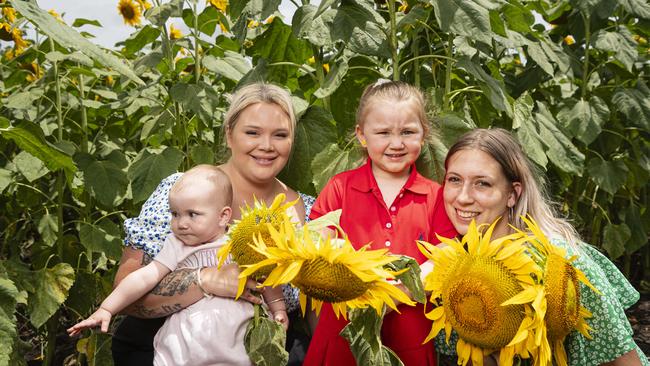 At Lilyvale Flower Farm picking sunflowers are (from left) Ellie-Mae Read, Steph Read, Scarlett Cox and Jess Ellem, Sunday, February 2, 2025. Picture: Kevin Farmer