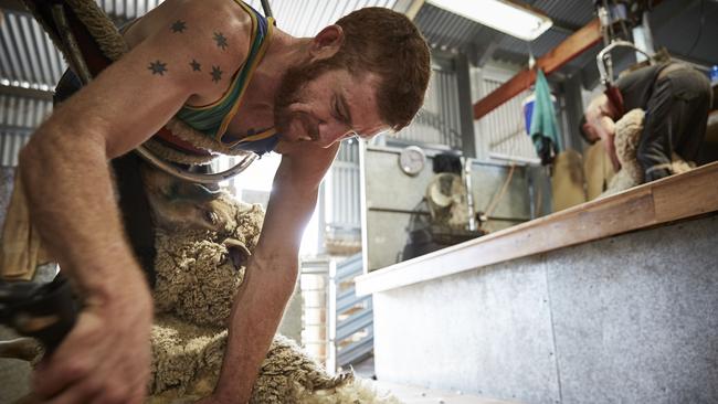 There’s a big shortage of shearers across Australia this season, as rain delays caused by the wet spring compound the shortage of shearers.