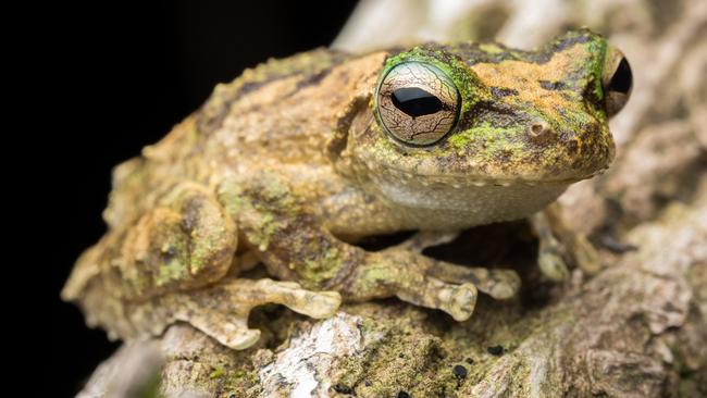 Does Taylor Swift stand a chance again the Kuranda Tree Frog? Picture: Supplied