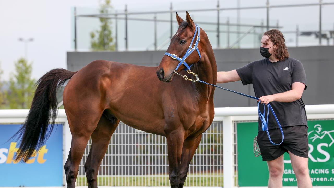 Incentivise is the Caulfield Cup favourite. (George Sal/Racing Photos via Getty Images)