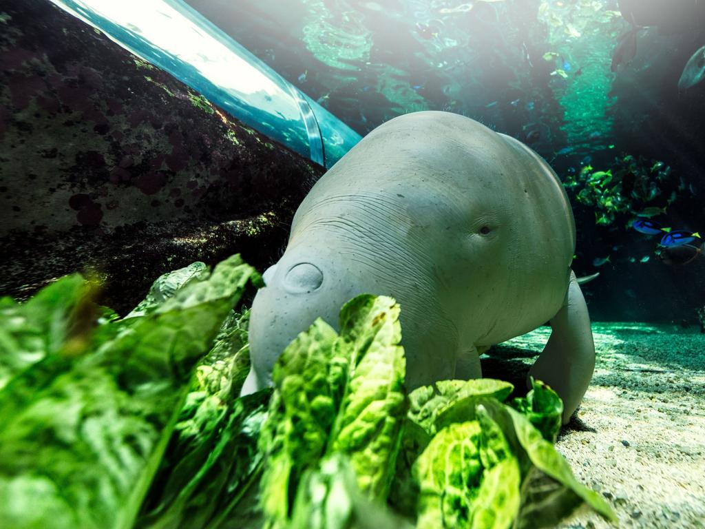 The Tiwi word for “dugong” is “marntuwunyini”. Picture: Joel Coleman/Sea Life Sydney Aquarium