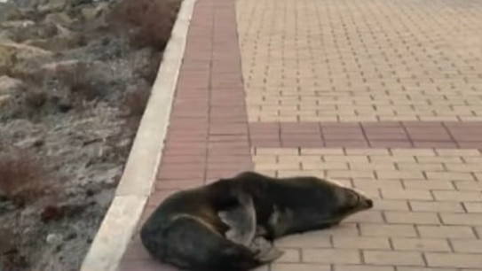 A long-nosed fur seal has been spotted up on the walking path at North Brighton. Picture: FIVEAA
