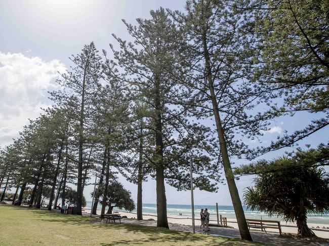 Burleigh Heads is full of Christmas trees. Picture: Jerad Williams