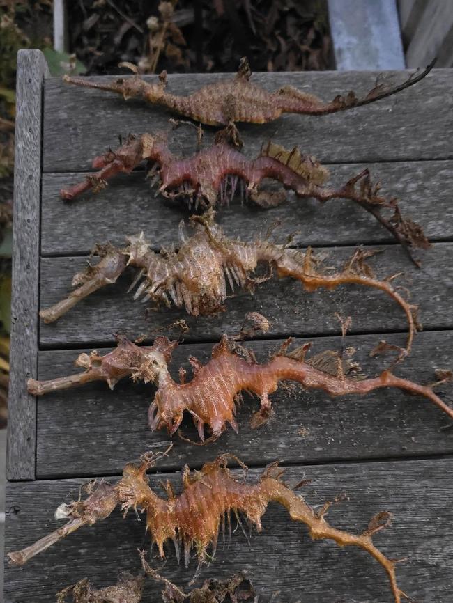 Seahorses are among many sea creatures washing up on beaches along the eastern Fleurieu. Picture: Facebook