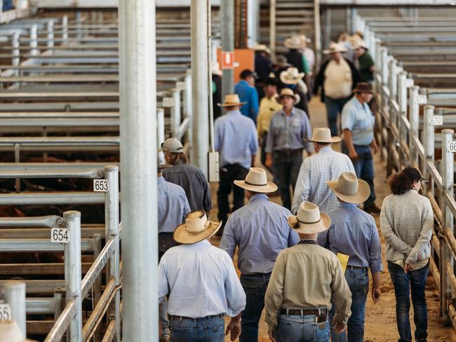 Dalby Saleyards 14/1/25