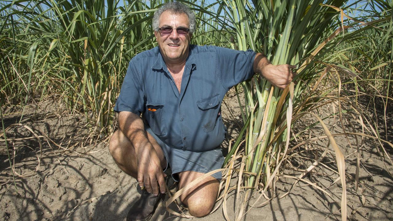 Canegrowers Queensland chairman Paul Schembri. Picture: Contributed