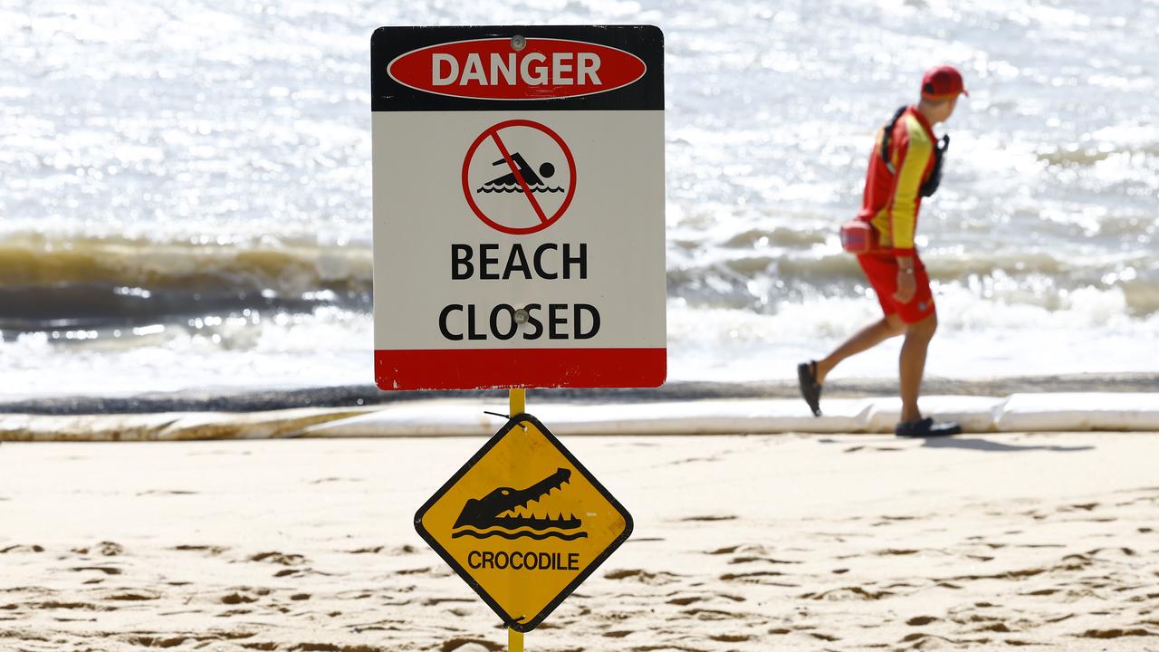 Dogs suspected for roo death, croc sighting at popular beach