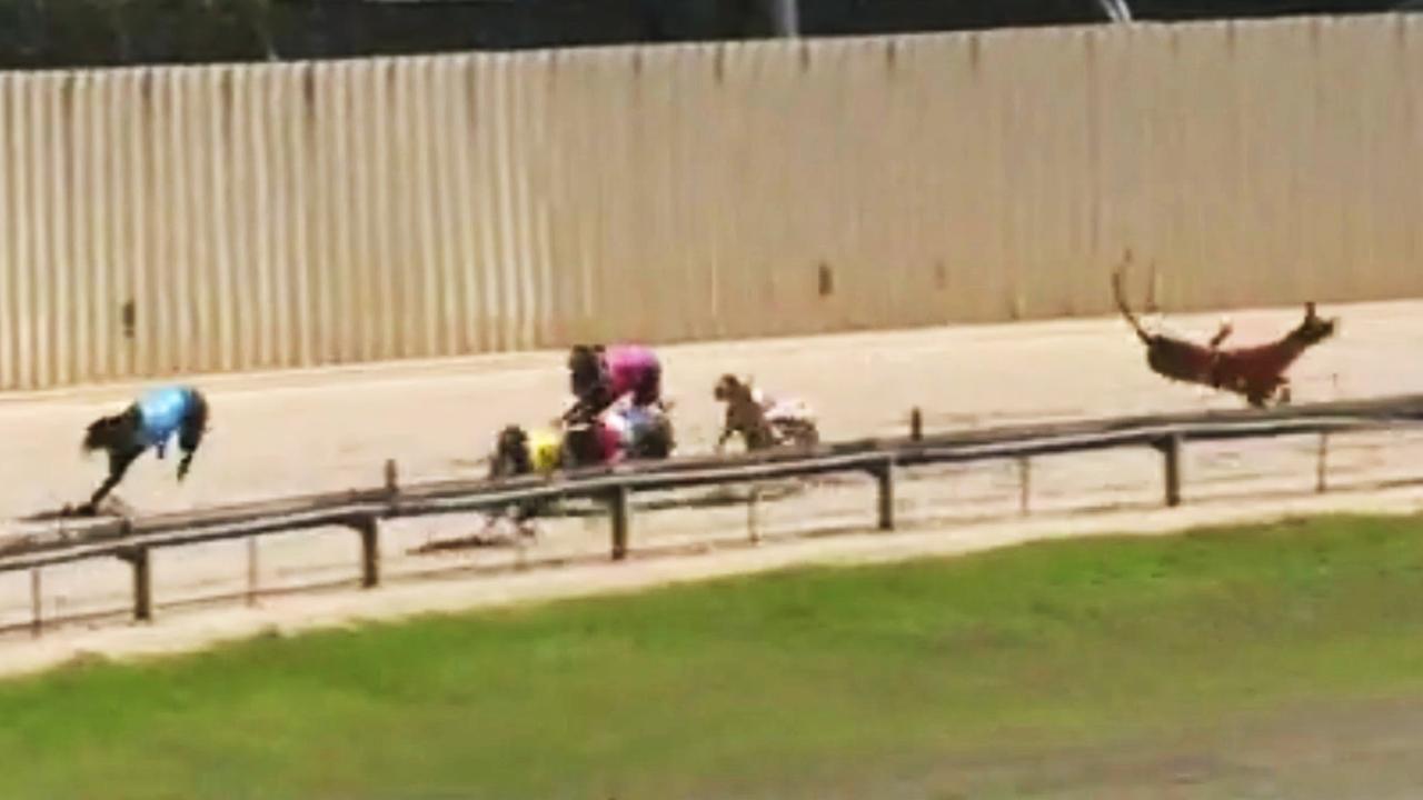‘Good money after bad’: Eslake report critical of greyhound funding