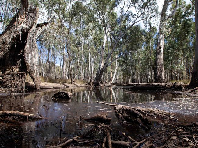 Pools of stagnant water in the Barmah National Park are harmful to wildlife, says Caldwell. Picture: Mark Stewart