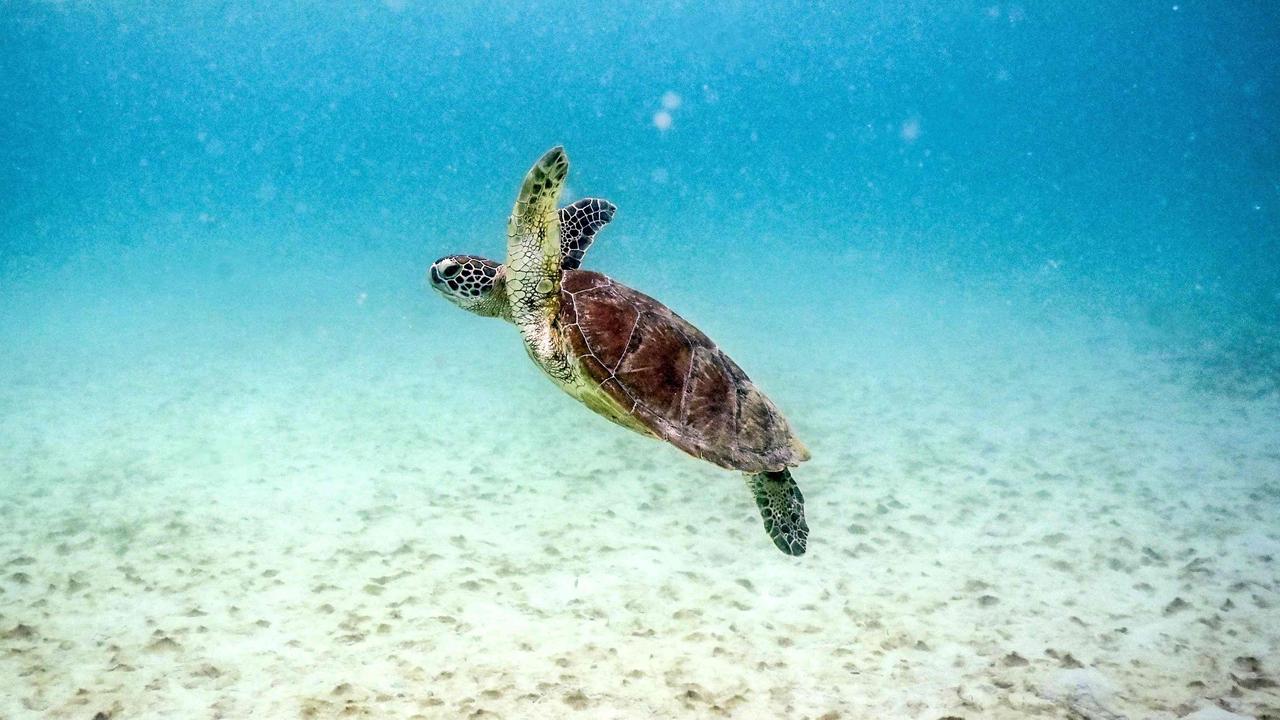 Reduced sedimentation will likely mean healthier seagrass beds near the Great Barrier Reef, ensuring green turtles can prosper across the Far North. Picture: David Gray/AFP
