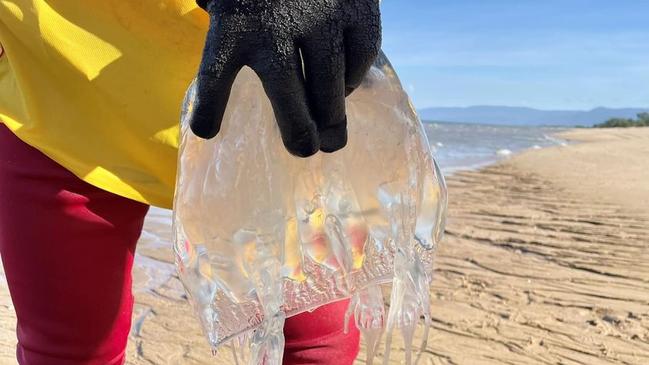 A 17cm box jellyfish was pulled from the water at Forrest Beach on Sunday. Picture: Forrest Beach SLC.