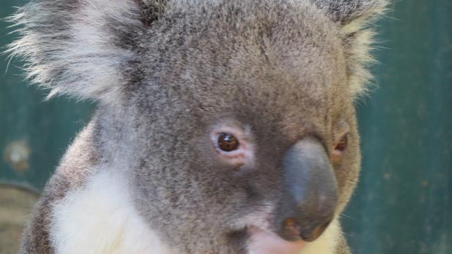 An adorable koala at Currumbin Wildlife Sanctuary. Photo: Kristy Muir