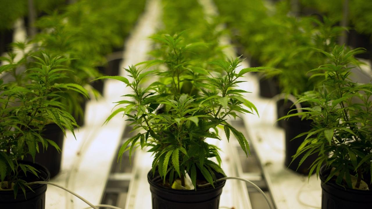 Cannabis Legalization: Leading Psychiatrist Warns of Significant Health Risks