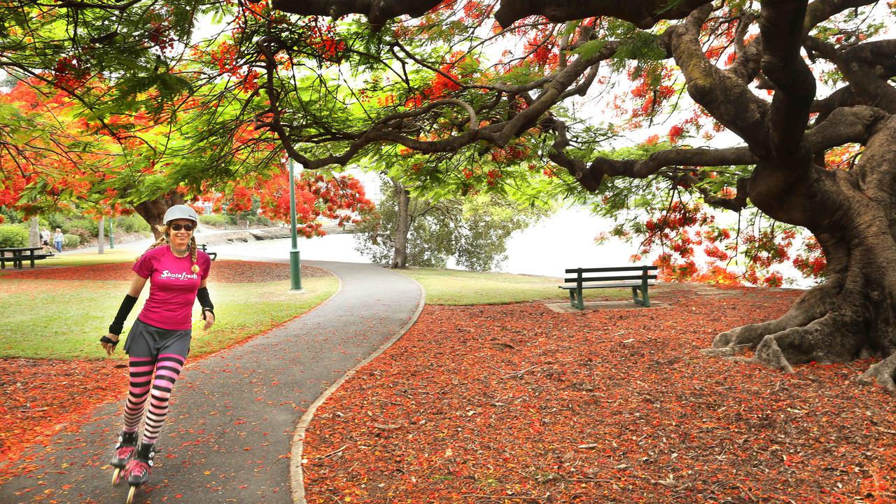 Red flowering trees in Brisbane are so hot right now | The Courier Mail