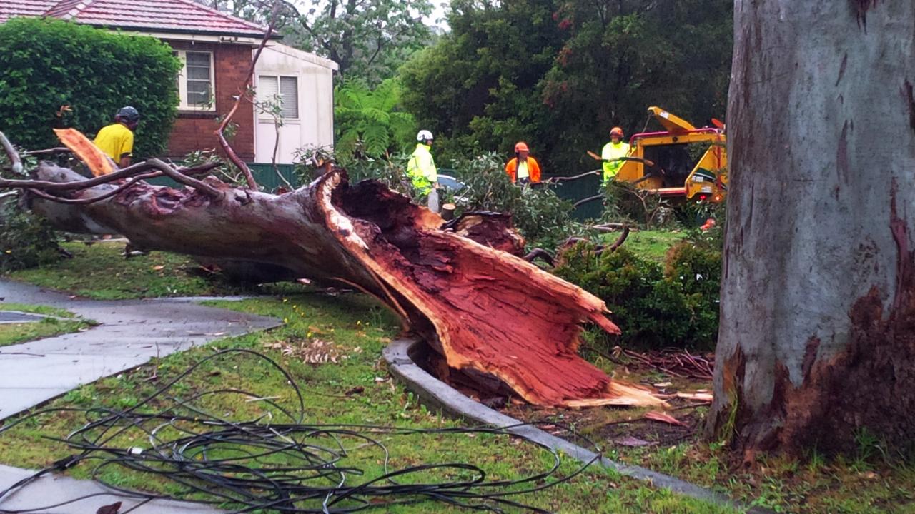 This large gum tree came down in West Ryde during heavy storms on Wednesday. Picture: Rob Quee