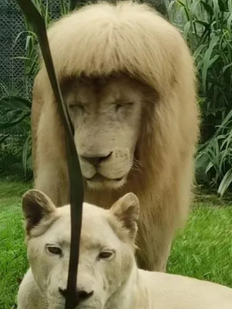 Hang Hang didn’t look much like a fierce predator with his new hairstyle.