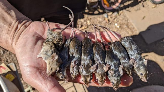 Kapunda, South Australia, residents are reporting a rat and mice plague. Picture: Krystal Mullins/Facebook