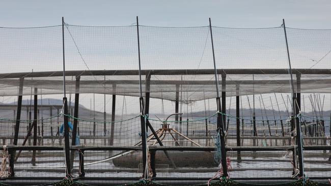 A Huon Aquaculture fish pen moored at its Yellow Bluff lease in Storm Bay. Picture: Huon Aquaculture