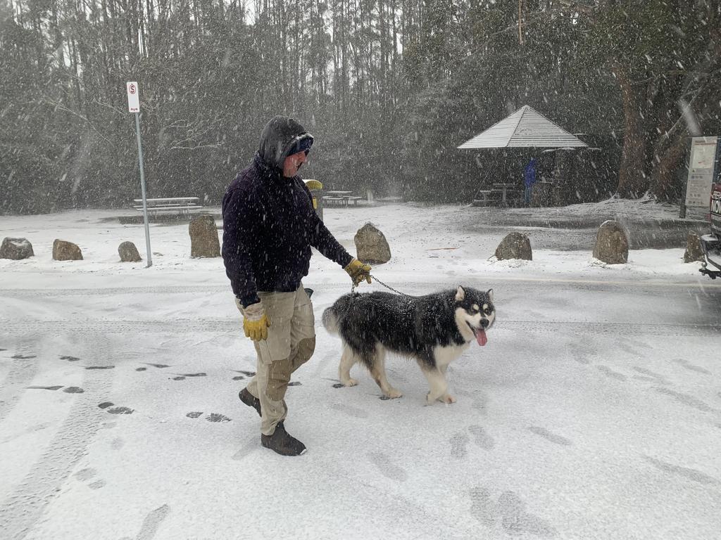 Rob Brumby and his malamute Bruce walk in Snow on kunanyi/Mt Wellington on June 7 2022