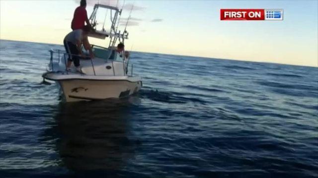 Fishermen encounter Great White Shark in off the Sunshine Coast