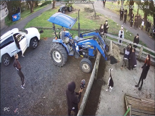 Activist action: A group of 70 stormed Gippy Goat Cafe at Yarragon the weekend before Christmas, ­allegedly stealing three goats and a lamb and loading them into the back of cars.