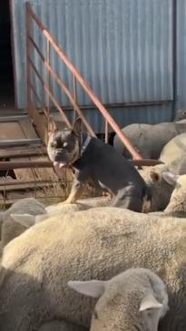 Adorable Frenchie thinks he's a sheep dog