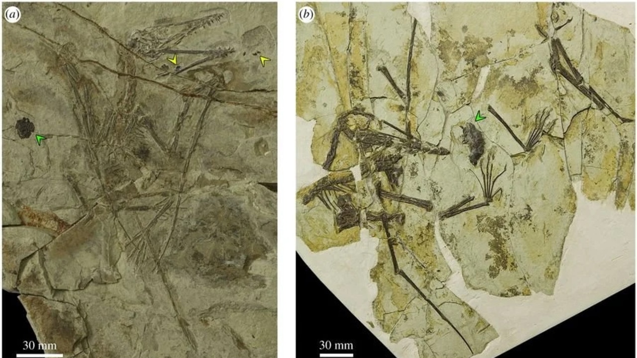 Two pterosaur fossils from China dating to the Late Jurassic, with green arrows indicating the pellets; the yellow arrows indicate fish scales. Picture: Jiang et al/ Philosophical Transactions of the Royal Society B, 2022