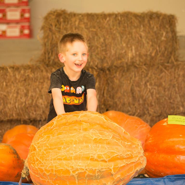 William Heitman, 4, delights in the huge veges at the Show. Picture GLENN CAMPBELL