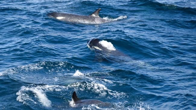 According to recent research, the shedding of skin is an important physiological need for whales that could be met by migrating to warmer waters. Picture: Wildlife Coast Cruises.