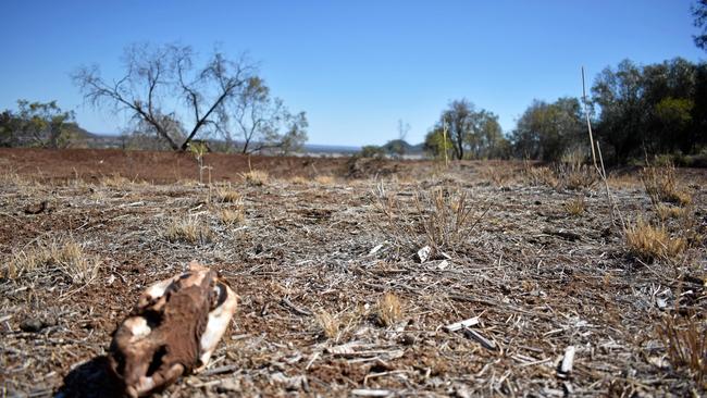 AgForce Queensland has renewed its calls for immediate, additional support for drought-affected communities. Picture: Susanna Freymark