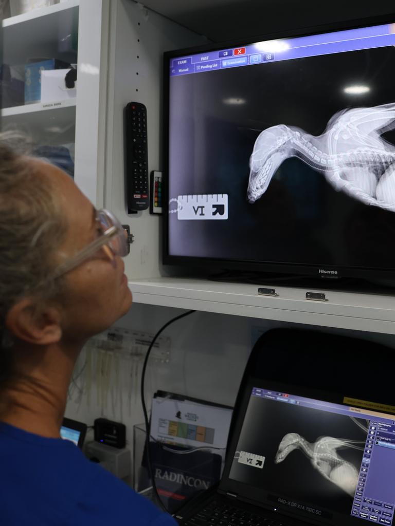 Veterinarian Bree Talbot examines an X-ray of a flying fox trapped in barbed wire. Picture: Rohan Kelly